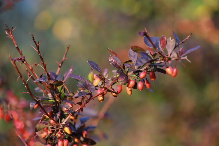 191004 자생원-일본매자나무 열매 (3).JPG